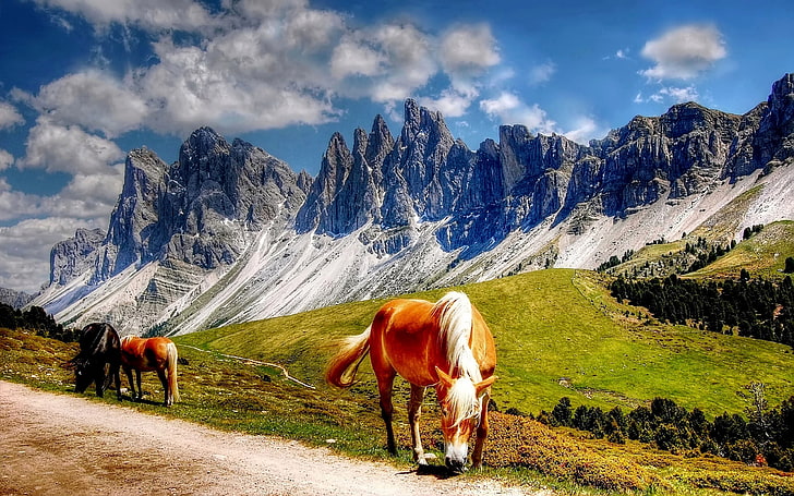 Лошади в горах Доломиты Италия Южный Тироль Пейзаж Обои Hd 3840 × 2400, HD обои