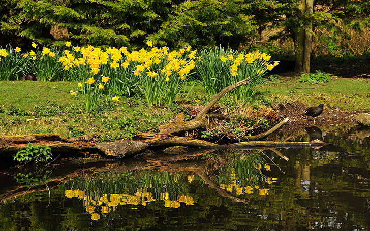 Narcisos no lado do lago, flores, 2560x1600, lago, narciso, HD papel de parede