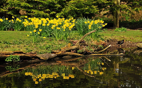 Narcisos no lado do lago, flores, 2560x1600, lago, narciso, HD papel de parede HD wallpaper