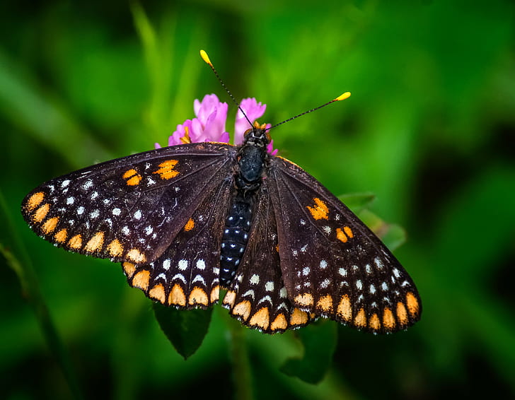 Motyl w kratkę siedzący na różowym kwiatku z płatkami zbliżenie fotografia, pomarańczowy, złoty, różowy, szachownica, motyl, kwiat, fotografia zbliżeniowa, Michigan, USA, owad, natura, motyl - owad, zwierzę, skrzydło zwierzęce, piękno natury, wielobarwny, makro , dzika przyroda, zbliżenie, Tapety HD
