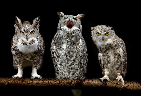 birds, owl, HD wallpaper HD wallpaper