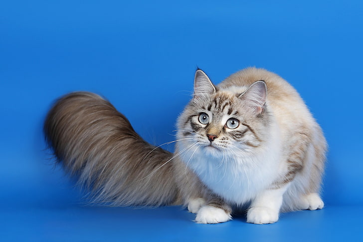 brown and white cat, cat, fluffy tail, eyes, photoshoot, HD wallpaper