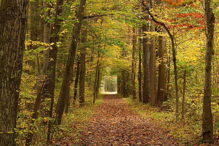 photo of a pathway near trees with drop leaves, Run, Trail, photo, pathway, trees, drop, leaves, Pennsylvania, Northampton County, Jacobsburg Environmental Education Center, Jacobsburg State Park, Lehigh Valley, hiking, forest, foliage, walking path, leaf litter, autumn, low light, creative commons, nature, leaf, tree, outdoors, woodland, yellow, season, landscape, footpath, scenics, green Color, HD wallpaper