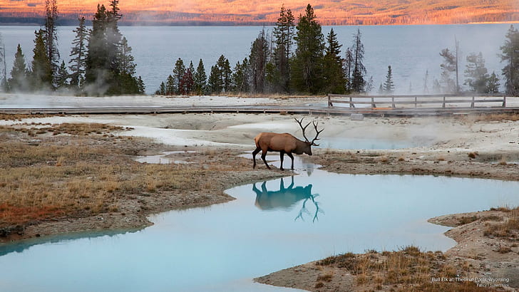 Bull Elk at Thermal Pools, Wyoming, Animals, HD wallpaper