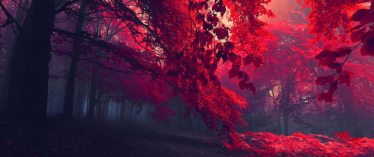 red leafed trees, ultra-wide, photography, nature, HD wallpaper