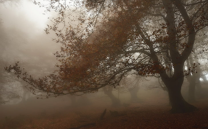 коричневое лиственное дерево, туман, природа, осень, деревья, HD обои