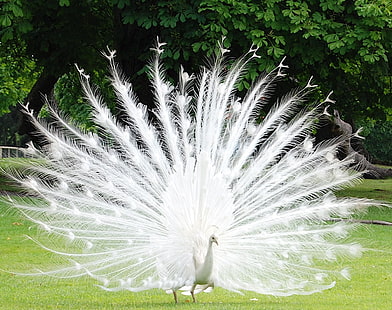 paons paon albacore oiseaux blancs 1442x1139 Animaux oiseaux HD Art, blanc, OISEAUX, Fond d'écran HD HD wallpaper