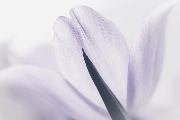 close-up photo of flower petal, Understated, close-up, photo, flower petal, Canon, macro, Sony Alpha, a7, bloom, flowers, Photography, monochrome, petals, tulip, nature, plant, flower, petal, backgrounds, flower Head, beauty In Nature, HD wallpaper