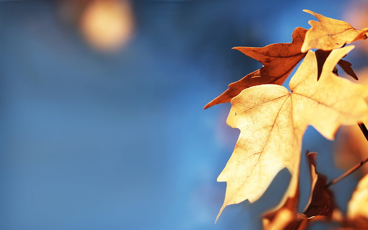 feuille d'érable, feuilles, érable, flou, automne, Fond d'écran HD