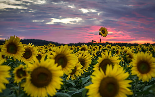 Sonnenblumen-Blumen-Gelb HD, Sonnenblume, Natur, Blume, Gelb, Sonnenblume, HD-Hintergrundbild HD wallpaper