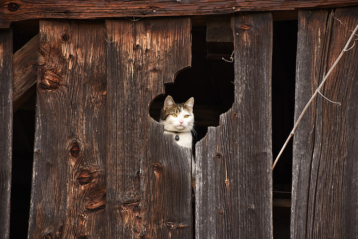 white and gray tabby cat, cat, fence, muzzle, peek, HD wallpaper