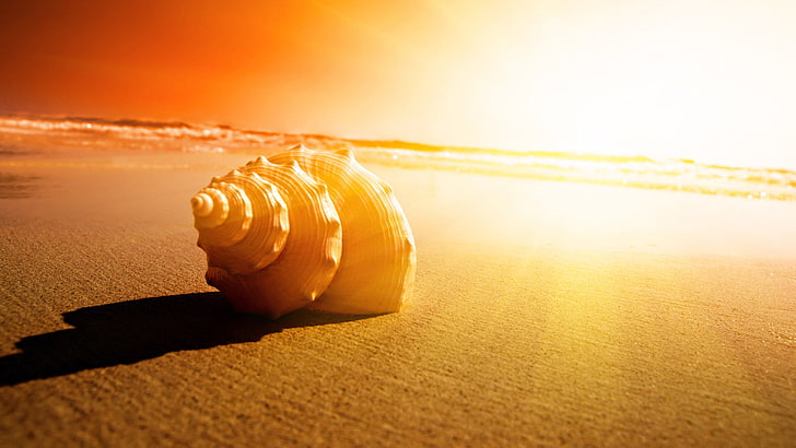 ocean, sand, shell, sunrise, sunset, HD wallpaper