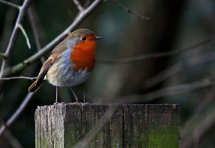 bird, garden, na, nature, red, redbreast, robin, wildlife, HD wallpaper