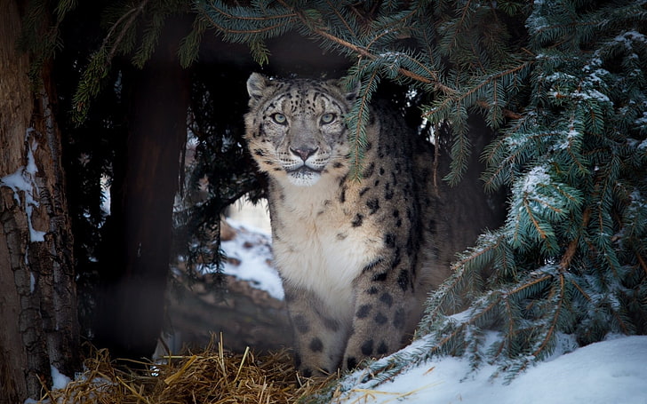 animals, nature, snow leopards, leopard (animal), HD wallpaper