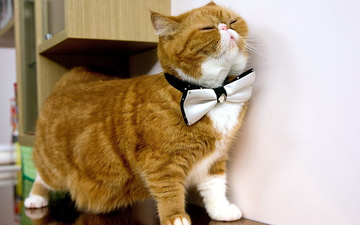Cat With Bow Tie, HD wallpaper