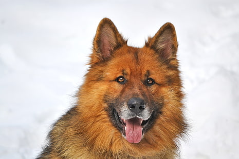 adulto preto e bronzeado pastor alemão, cão, pastor alemão, sher khan, focinho, HD papel de parede HD wallpaper