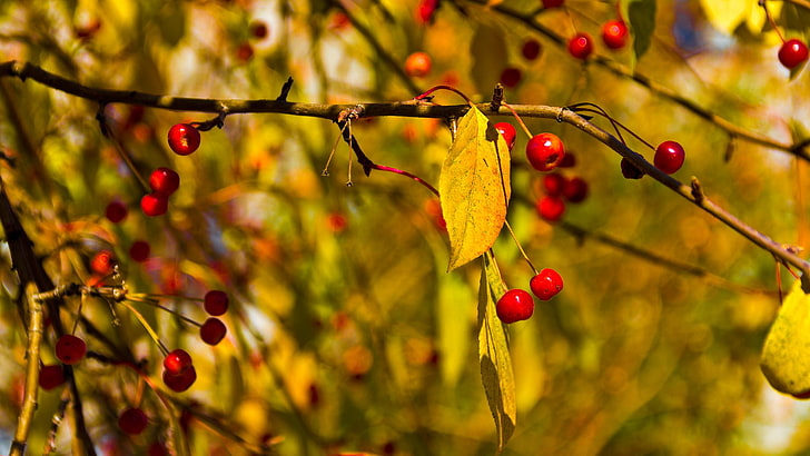 pohon berry merah, ceri matang di siang hari, jatuh, daun, ceri, cabang, buah, Wallpaper HD