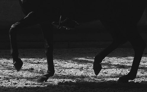 cavallo, equitazione, Sfondo HD HD wallpaper
