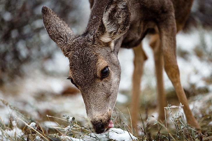 mata binatang, hutan, alam, rusa, hewan, salju, Wallpaper HD