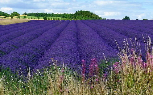 Landschaft Feld Blumen Lavendel lila Blüten, HD-Hintergrundbild HD wallpaper