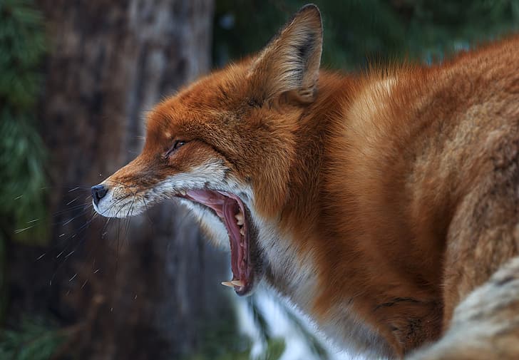 face, Fox, red, yawns, Oleg Bogdanov, HD wallpaper