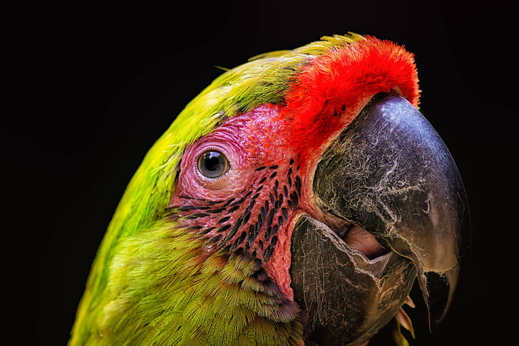 close photo of green parakeet, Ara, portrait, close, photo, green parakeet, zoo, bird, oiseau, parrot, animal, beak, multi Colored, nature, pets, macaw, wildlife, feather, tropical Climate, red, yellow, HD wallpaper