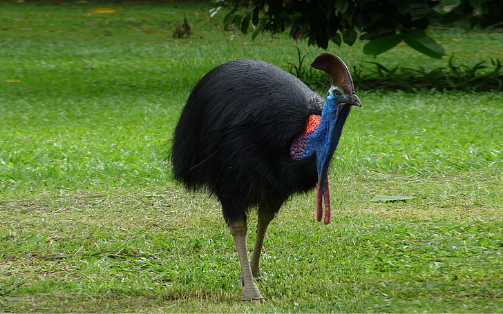 Cassowaries K æ Is ə W ɛər I Originated In The Tropical Forests Of New Guinea (papua New Guinea And Indonesia), Near The Islands, And Northeastern Australia, HD wallpaper