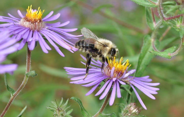 Lebah madu pada bunga lavender-petaled di siang hari, DSC, Lebah madu, lavender, siang hari, Vermont, taman bunga, Brattleboro, lebah, serangga, alam, penyerbukan, bunga, serbuk sari, madu, makro, close-up, tanaman, musim panas, Wallpaper HD