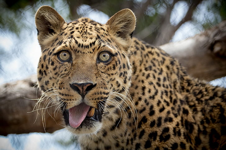 Забавен леопард, черен и кафяв леопард, забавен, очи, език, леопард, HD тапет