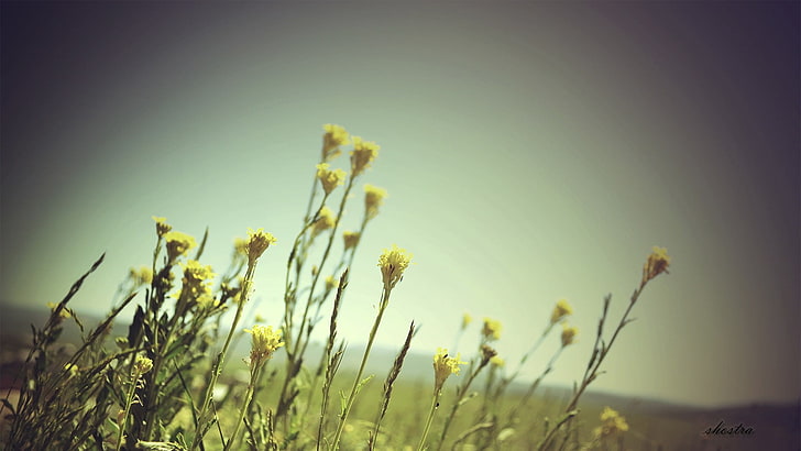 ดอกไม้กลีบดอกสีเหลืองและสีขาวแมโครดอกไม้ธรรมชาติพืช, วอลล์เปเปอร์ HD