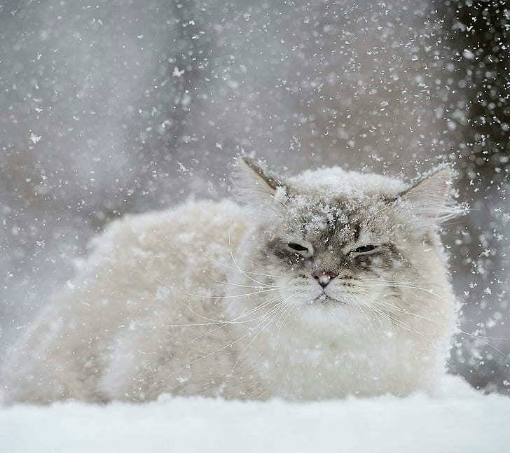 cat, snow flakes, HD wallpaper