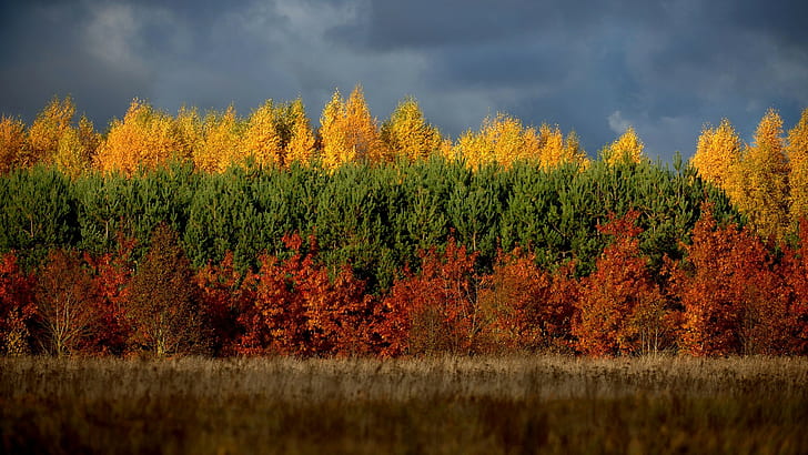 natureza, árvores, floresta, Lituânia, HD papel de parede