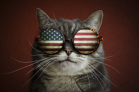 cat, mustache, flag, glasses, the trick, HD wallpaper HD wallpaper