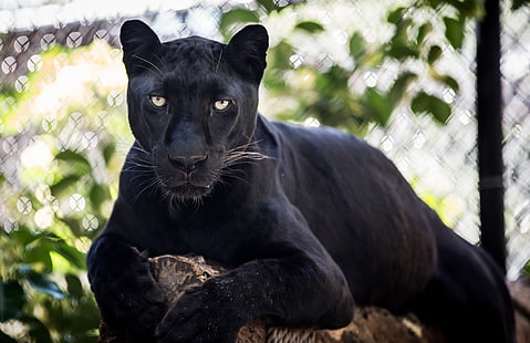 svart panter, ansikte, stanna, rovdjur, panter, lögner, vildkatt, © James Scott, svart leopard, HD tapet HD wallpaper