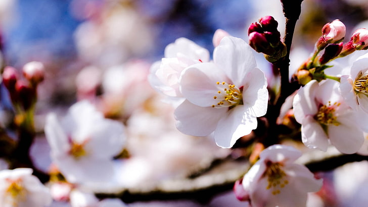 白いアーモンド桜、花びら、植物、花、マクロ、 HDデスクトップの壁紙