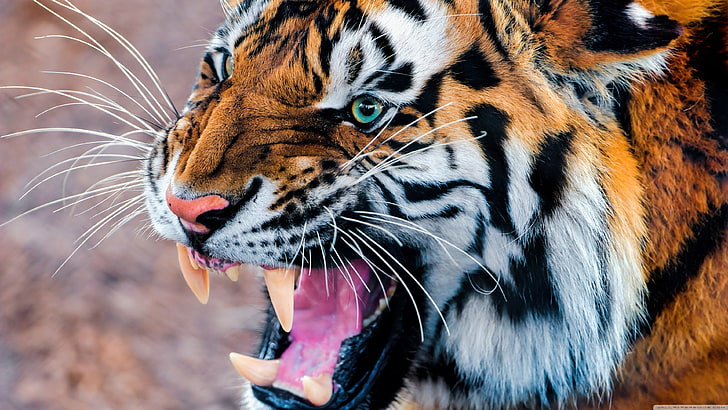 Bengal tiger, animals, tiger, roar, HD wallpaper