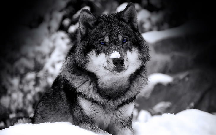 Mysterious Wolf With Blue Violett Eyes, wolf, black n white, winter, blue eyes, animals, HD wallpaper