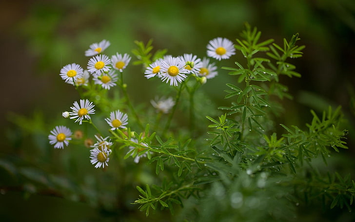 white daisy flowers, nature, plants, flowers, daisies, depth of field, green, macro, water drops, matricaria, HD wallpaper