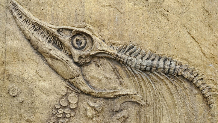 自然動物頭蓋骨骨先史時代鳥恐竜脊椎石牙化石、 HDデスクトップの壁紙