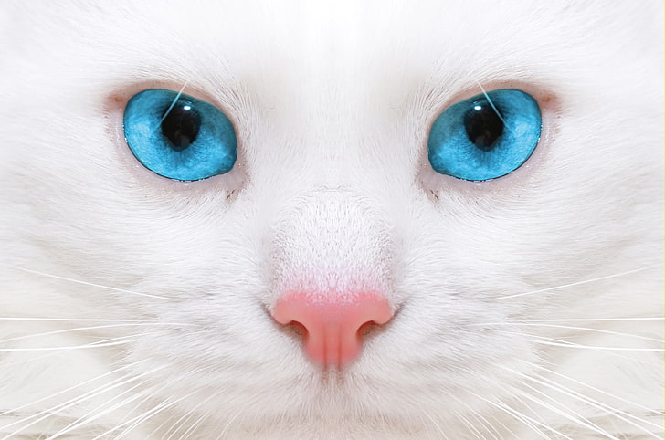 short-fur white cat, beautiful, white cat, kitten, close-up, HD wallpaper