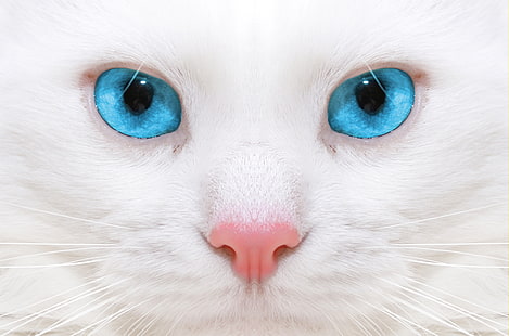 короткошерстный белый кот, красивый, белый кот, котенок, крупный план, HD обои HD wallpaper