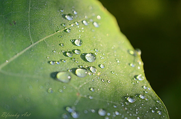 зеленый лист, крупным планом фотография зеленых листьев с росой воды, природа, капли воды, макро, HD обои