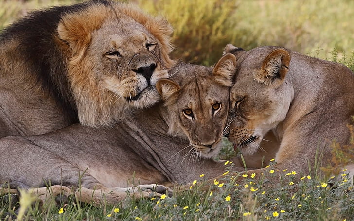 ЮАР, львы, ЮАР, львы, семья, живая природа, HD обои