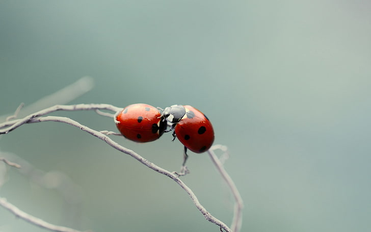Dos mariquitas rojas, mariquita, pareja, besos, planta, rama, Fondo de  pantalla HD | Wallpaperbetter