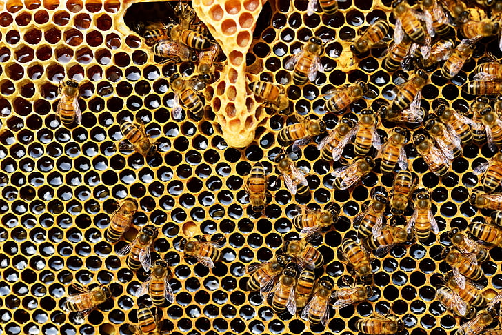 apis mellifera, abeille, ruche, apiculture, abeilles, cire d'abeille, gros plan, peigne, peignes, hexagone, ruche, miel, abeille domestique, abeille, nid d'abeille, forme, cire, Fond d'écran HD