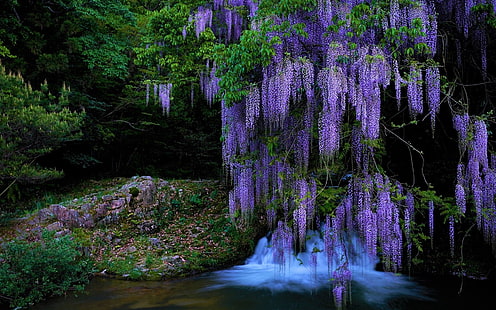 Fiori, glicine, terra, fiore viola, ruscello, albero, cascata, Sfondo HD HD wallpaper
