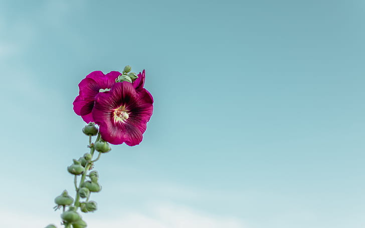 flower, sky, macro, blur, purple, bloom, buds, stem, 4k ultra hd background, Mallow flower, HD wallpaper