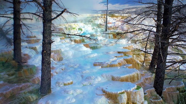 pohon telanjang, Sumber Air Panas Mammoth, Taman Nasional Yellowstone, alam, Wallpaper HD
