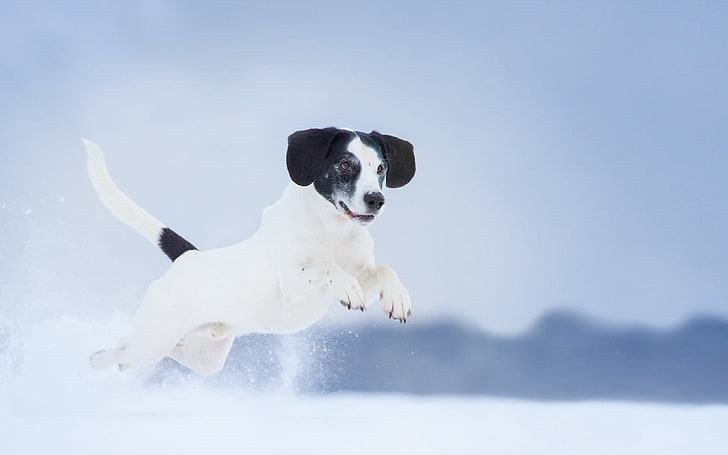 beyaz ve siyah kısa kaplamalı köpek, hayvanlar, köpek, kar, HD masaüstü duvar kağıdı