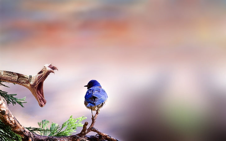 blauer vogel, tiere, schlange, vögel, tierwelt, reptilien, HD-Hintergrundbild